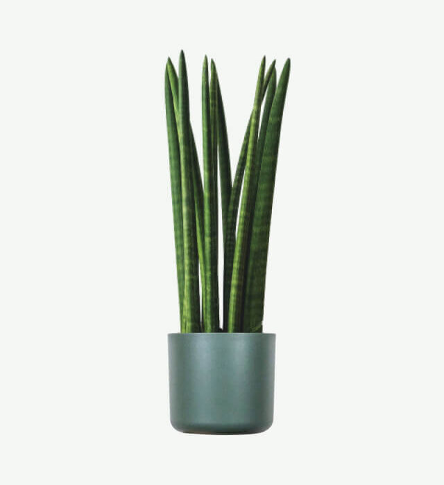 Euphorbia Ingens
