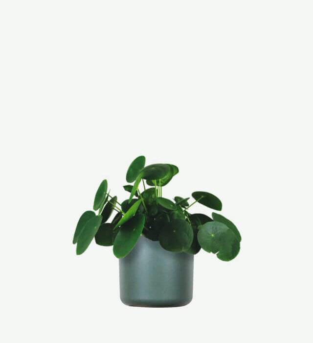 Pilea Peperomioides