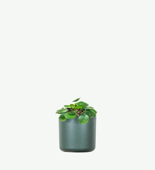 Peperomia Lemon Lime
