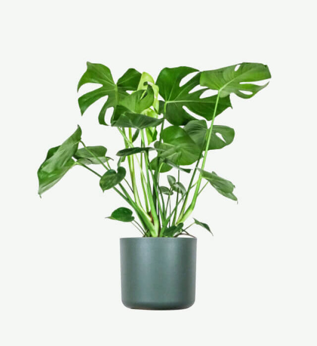 Monstera Deliciosa