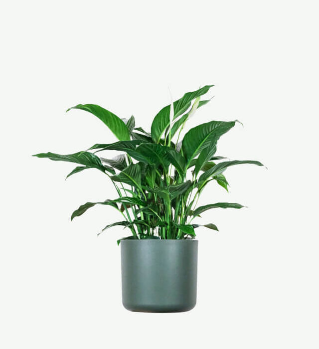 Spathiphyllum