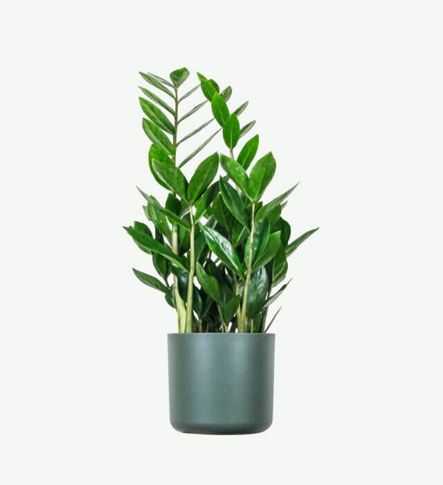 Zz Plants