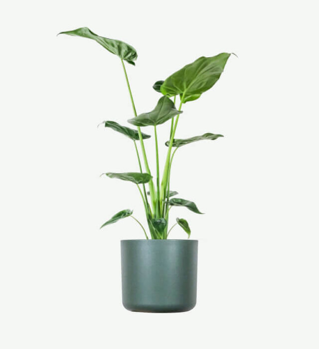Alocasia Regal Shield