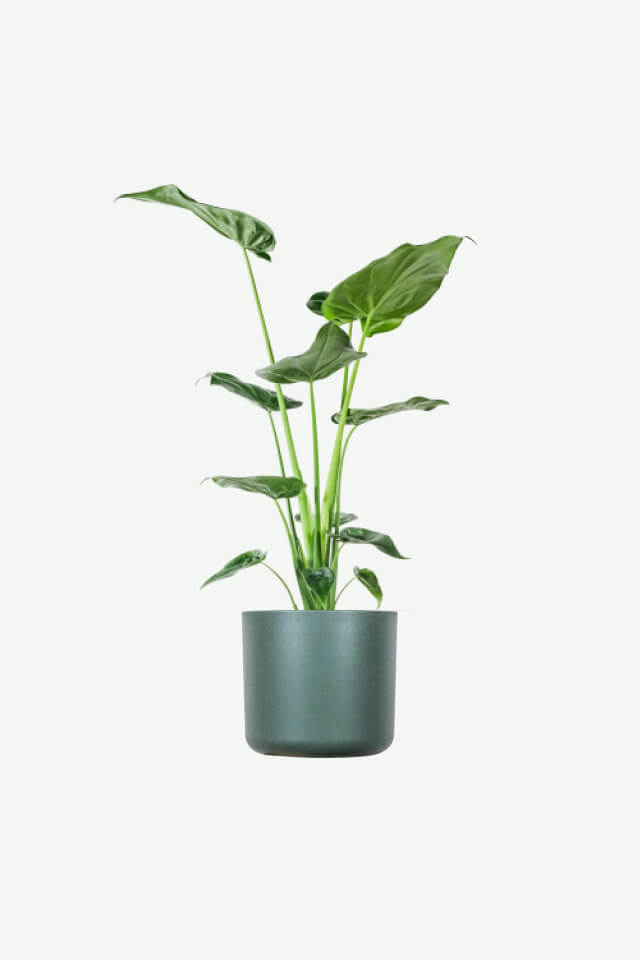 Alocasia Regal Shield 1 Alocasia Regal Shield