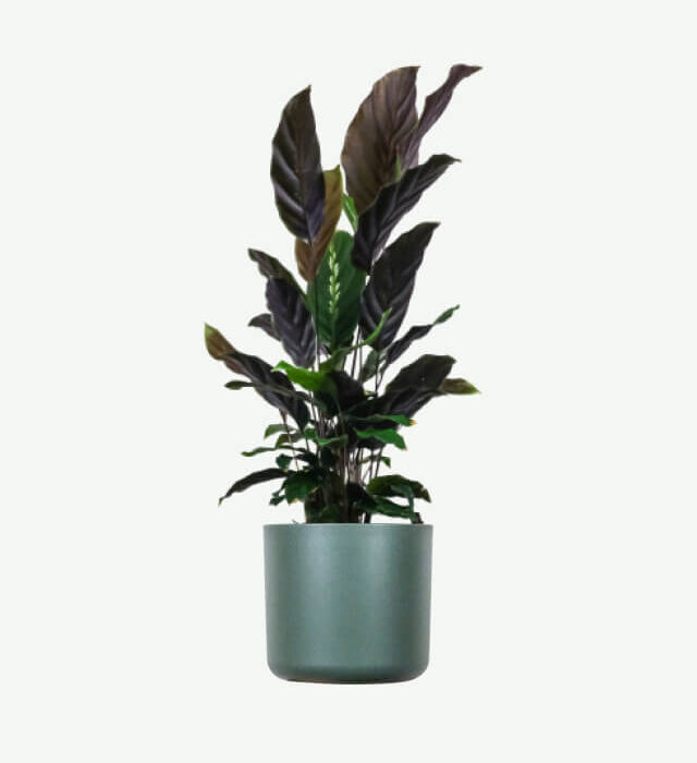Calathea Rufibarba