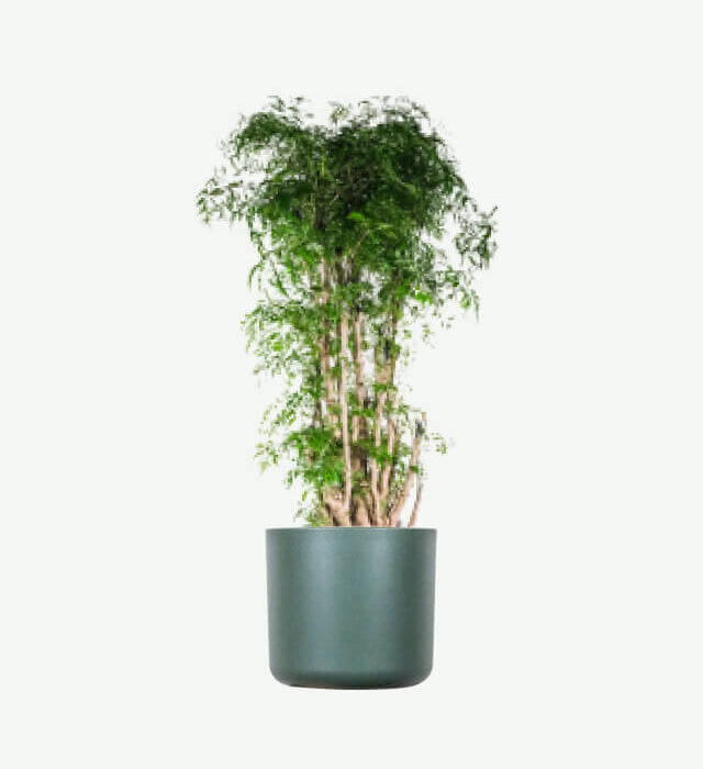 Aralia Ming