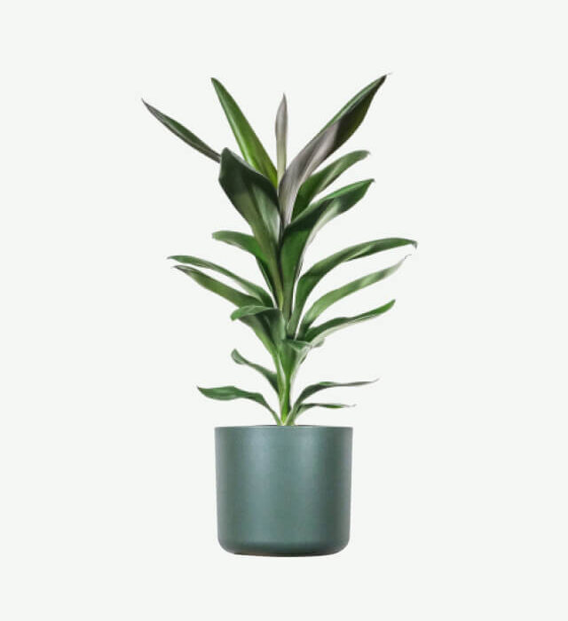 Dracaena Lisa