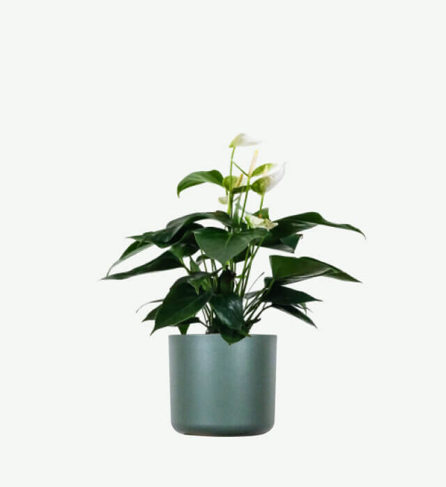 Golden Pothos Pole